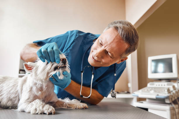 Best Emergency Pediatric Dentist  in Choteau, MT